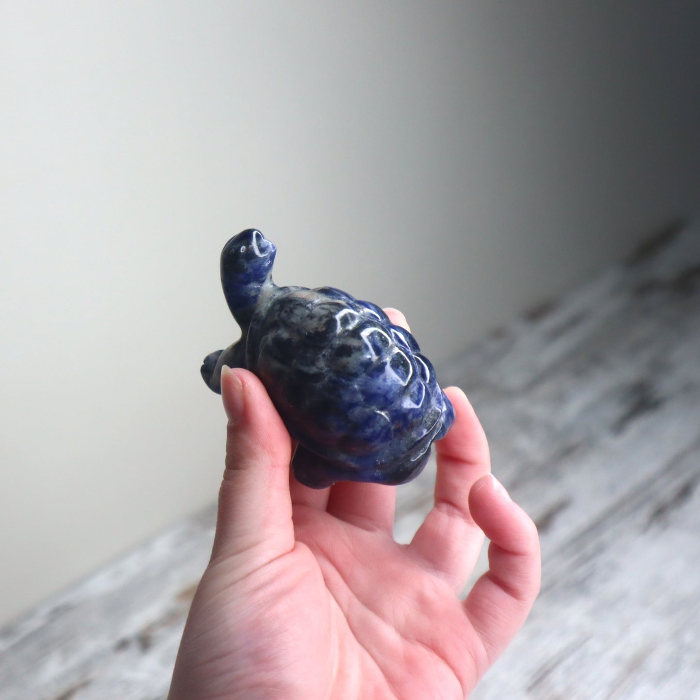 Sodalite Turtle | Wisdom, Stability & Clear Communication