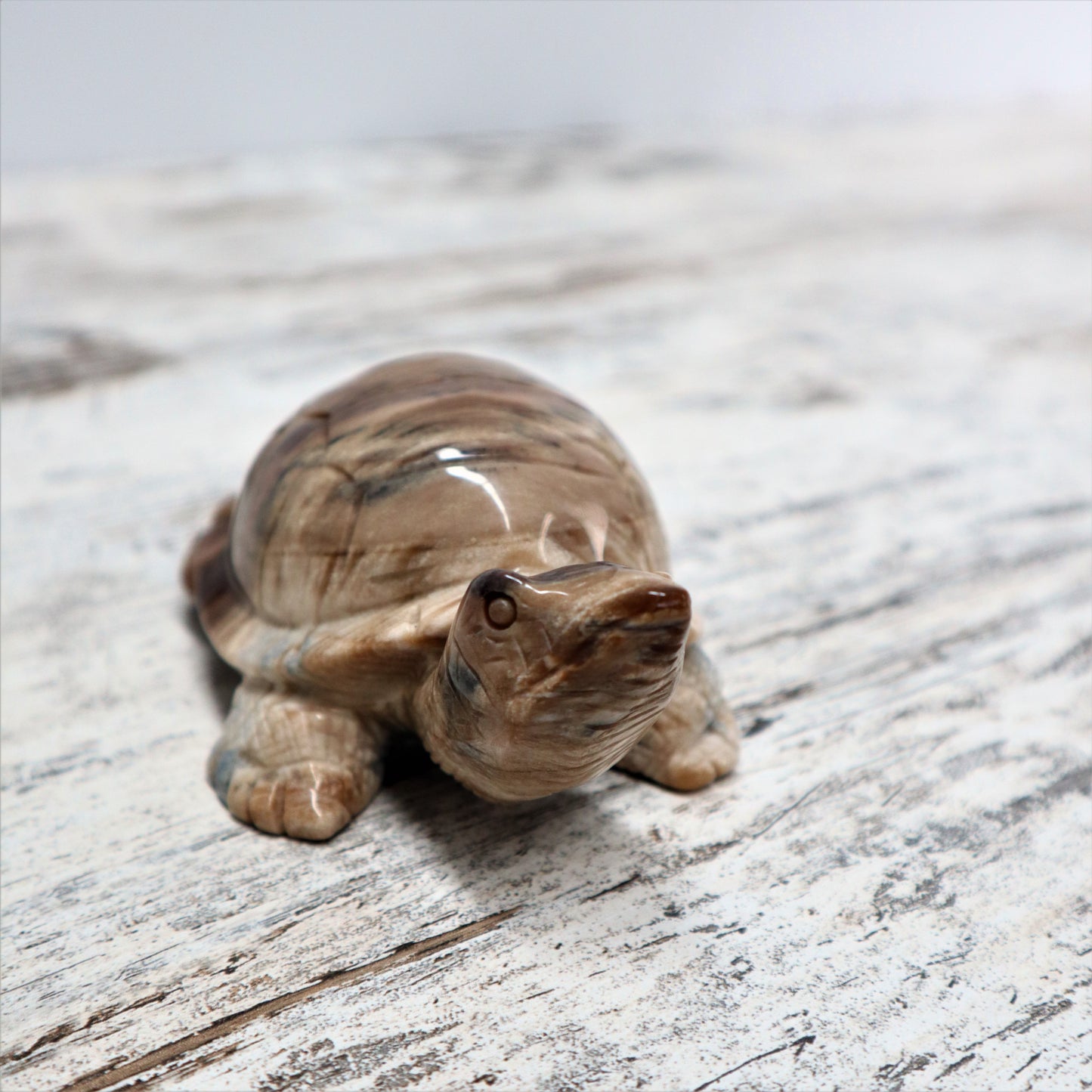 Petrified Wood Turtle (529g)