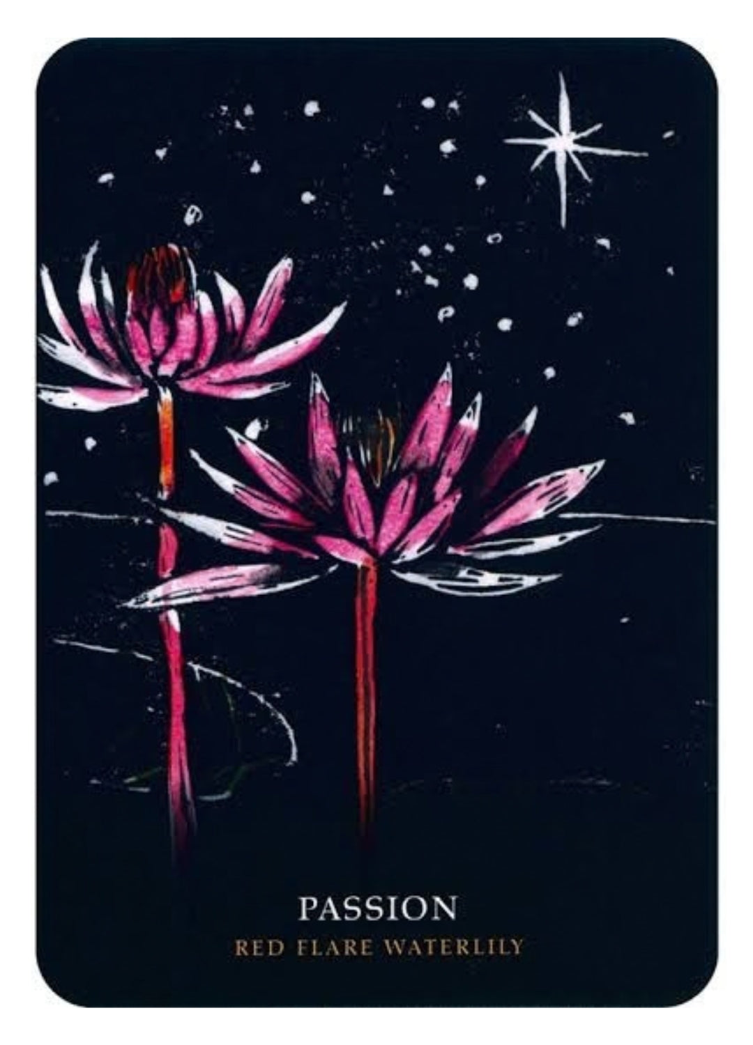Flowers of the Night Oracle | Flower Wisdom, Intuition &amp; Botanical Magic