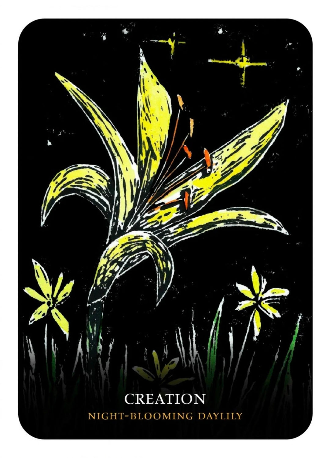Flowers of the Night Oracle | Flower Wisdom, Intuition &amp; Botanical Magic