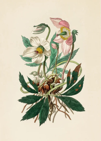A Practical Guide to Magic in Nature | Crystals, Plants &amp; Natural Magic