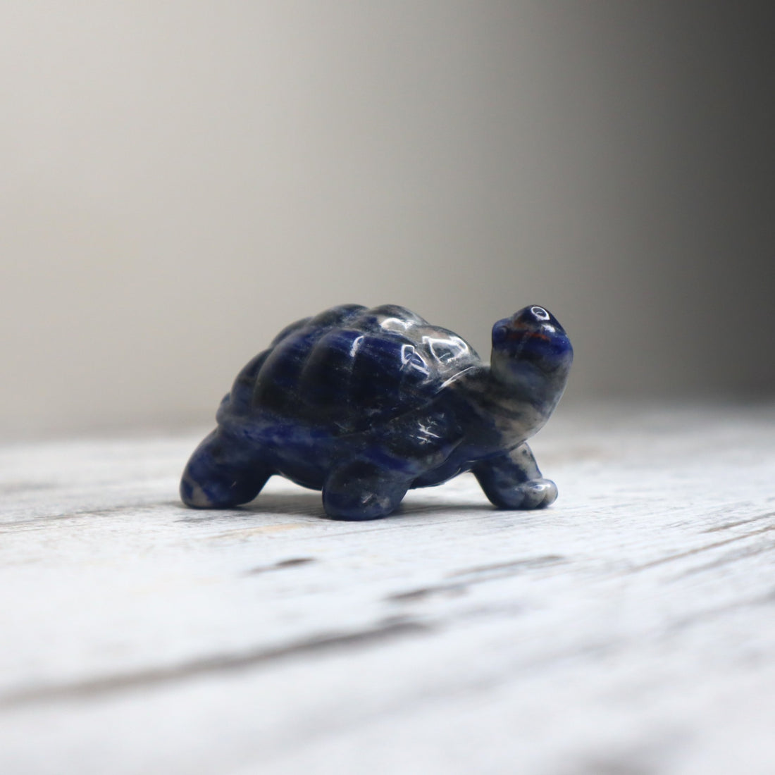 Sodalite Turtle | Wisdom, Stability &amp; Clear Communication