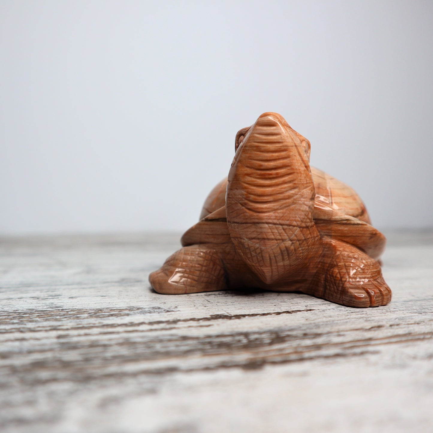 Petrified Wood Turtle (460g)