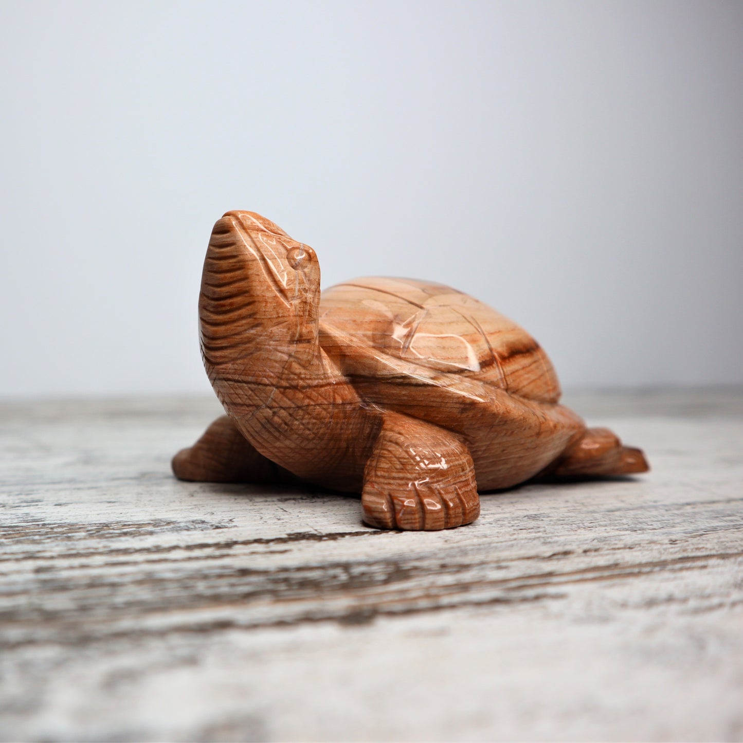 Petrified Wood Turtle (460g)