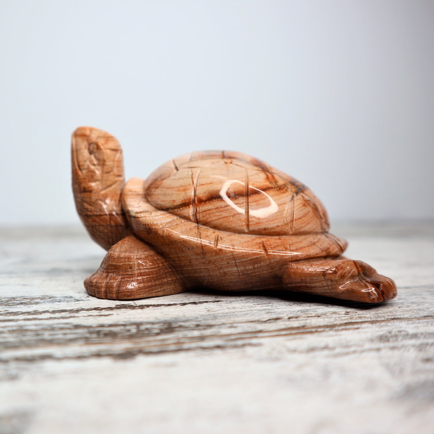 Petrified Wood Turtle (460g)