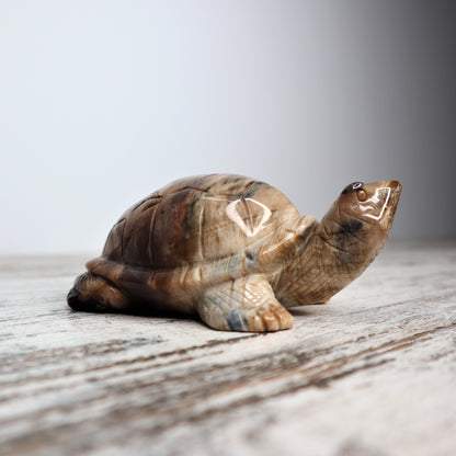 Petrified Wood Turtle (529g)